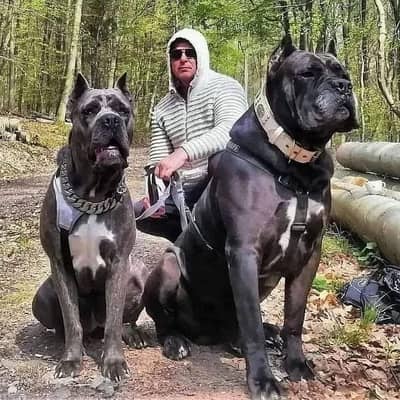Cane corso puppies are available for import extremely Good quality