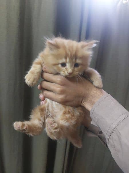 Persian Kittens 1