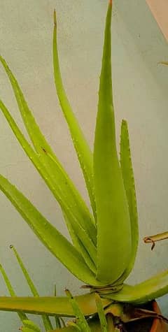 Aloevera Plant