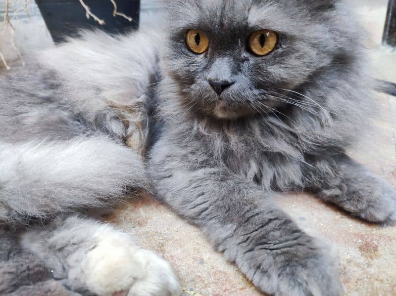 long fur,Multi colour Persian cat , fully trained and Innocent 3