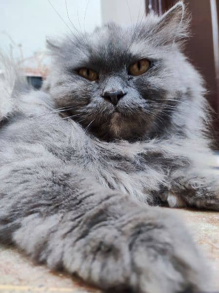 long fur,Multi colour Persian cat , fully trained and Innocent 5