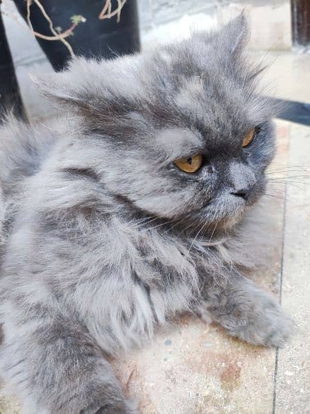 long fur,Multi colour Persian cat , fully trained and Innocent 6