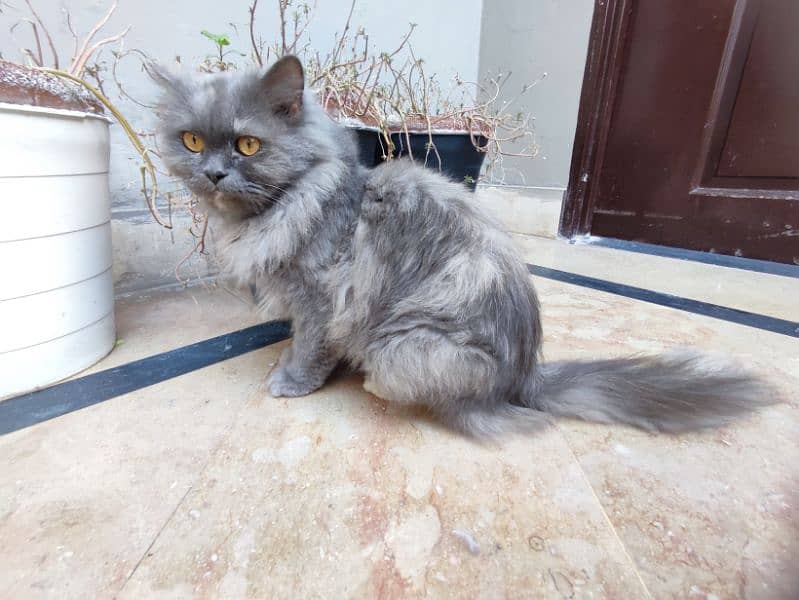 long fur,Multi colour Persian cat , fully trained and Innocent 7