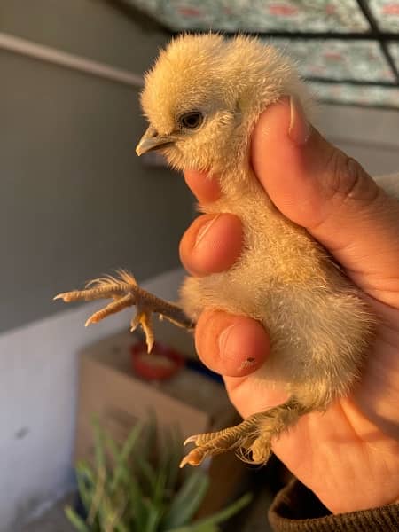 fancy White Silkie,golden buff ,black buff , aseel chicks available 2