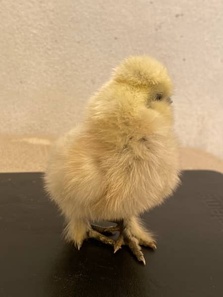 fancy White Silkie,golden buff ,black buff , aseel chicks available 3