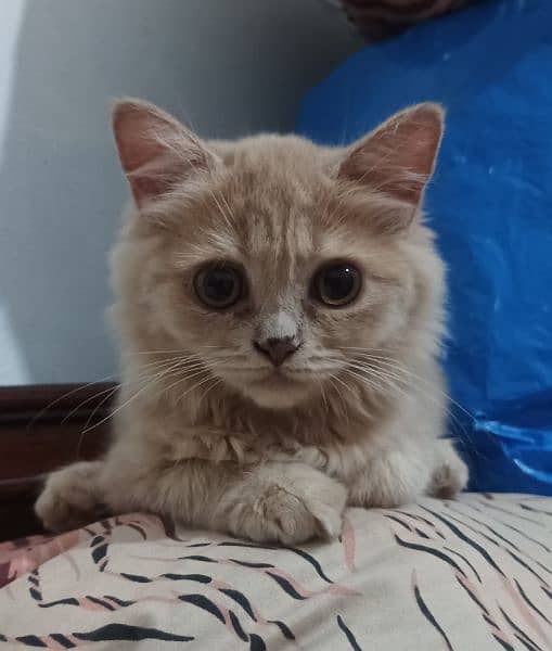 Persian Kittens 17