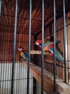 cages & beautiful Rosella sunconre cocktail breeder pairs