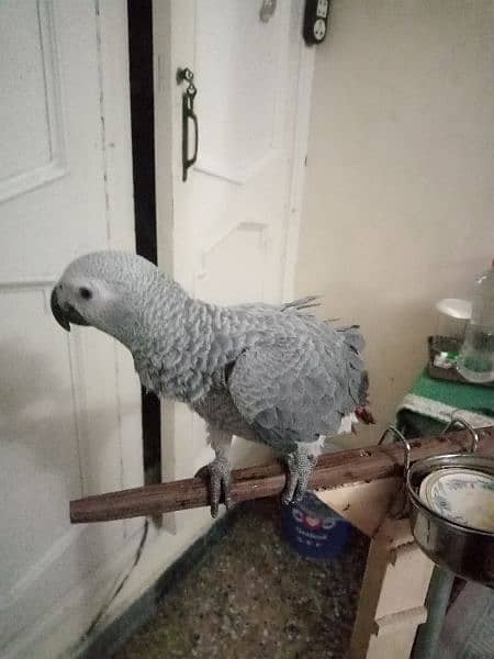 Talking parrot | gray parrot | hand tamed | African grey parrots chiks 1