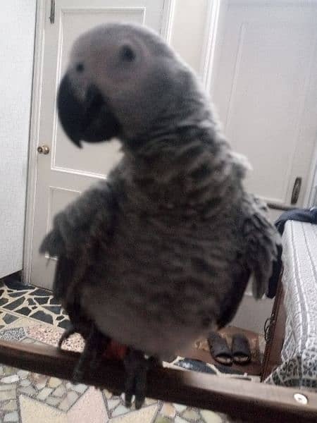 Talking parrot | gray parrot | hand tamed | African grey parrots chiks 4