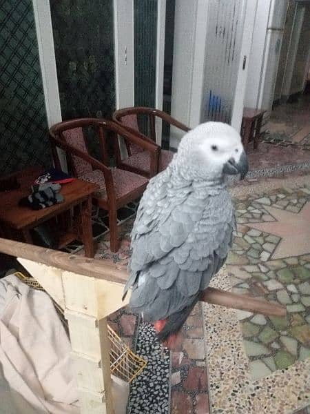 Talking parrot | gray parrot | hand tamed | African grey parrots chiks 6