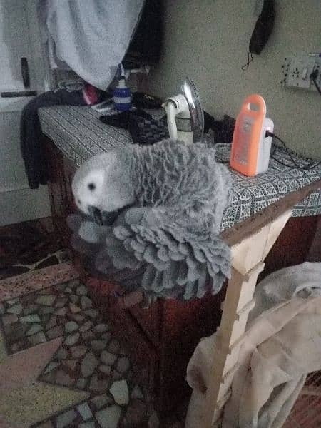 Talking parrot | gray parrot | hand tamed | African grey parrots chiks 7