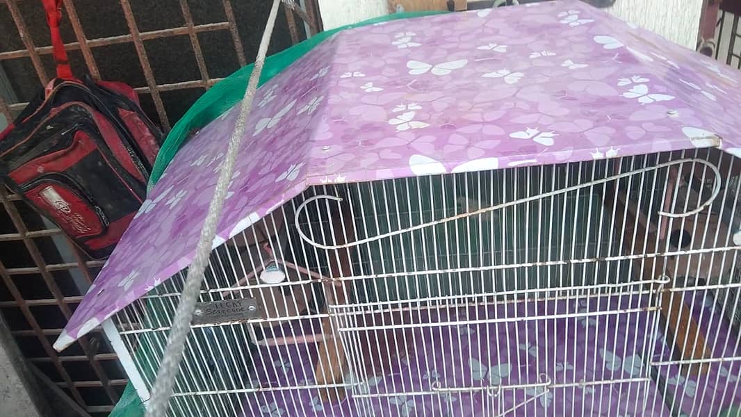 5 Portion Cage New for Love birds , Coctail, Finches , Ringneck , Bajr 7