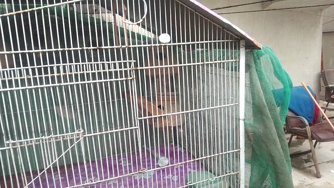5 Portion Cage New for Love birds , Coctail, Finches , Ringneck , Bajr 9