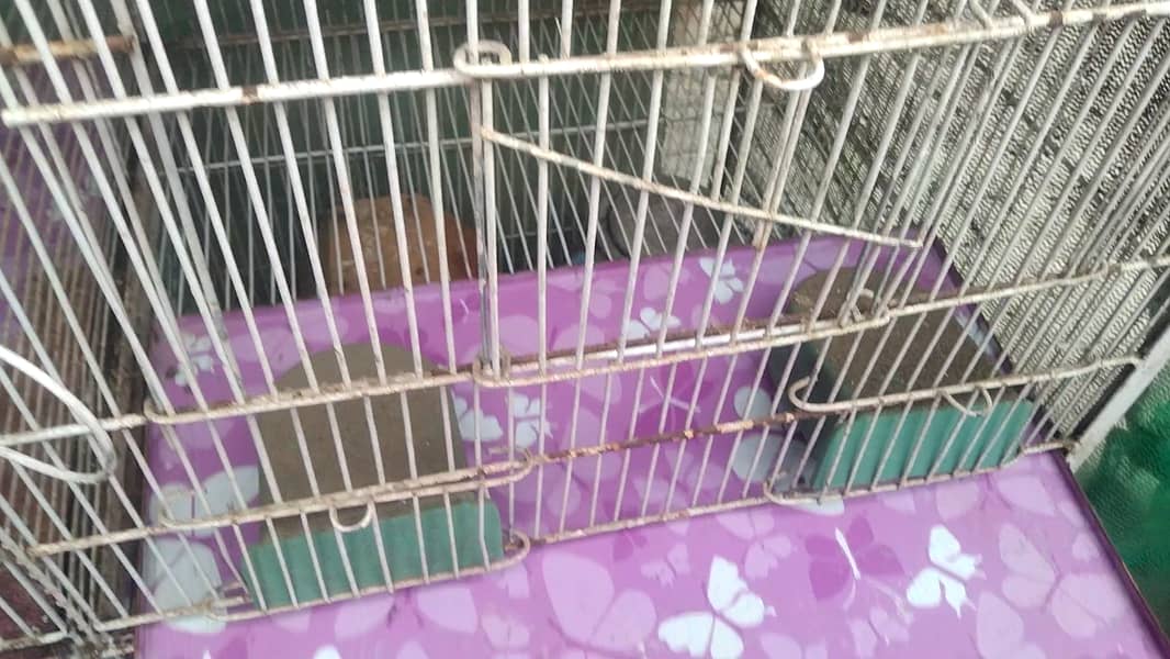 5 Portion Cage New for Love birds , Coctail, Finches , Ringneck , Bajr 12