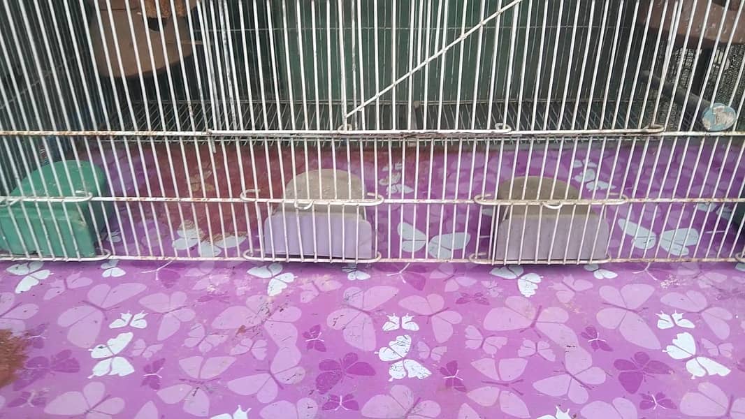 5 Portion Cage New for Love birds , Coctail, Finches , Ringneck , Bajr 13