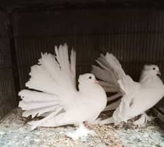 American Fantail Pair for Sale 0