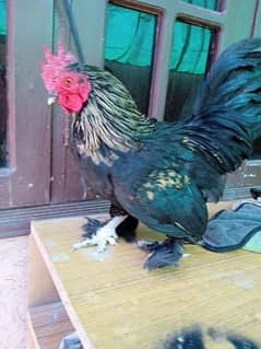 Cochin bantam 1 rooster 1 hen