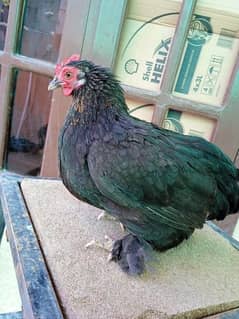 Cochin bantam hen