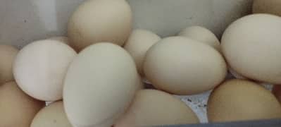 Desi eggs available