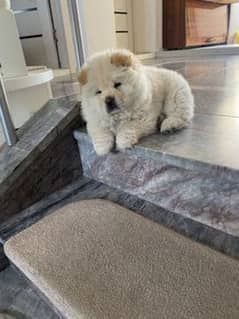 imported Chow chow male puppy for sale
