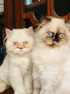 persian cat pair for sale