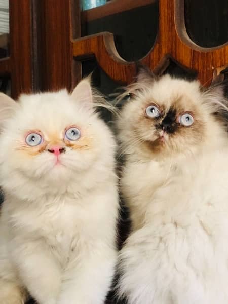 persian cat pair for sale 1