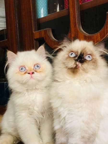 persian cat pair for sale 2