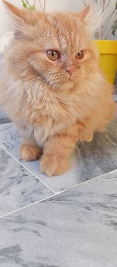 Persian cat 0