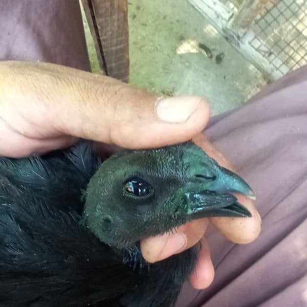 pure black toung breed ayam cemani 5