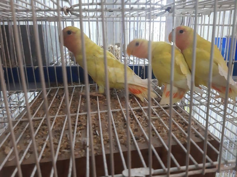 Turquoise conure Albino R. E split blue pastle lutino sunconure chicks ...