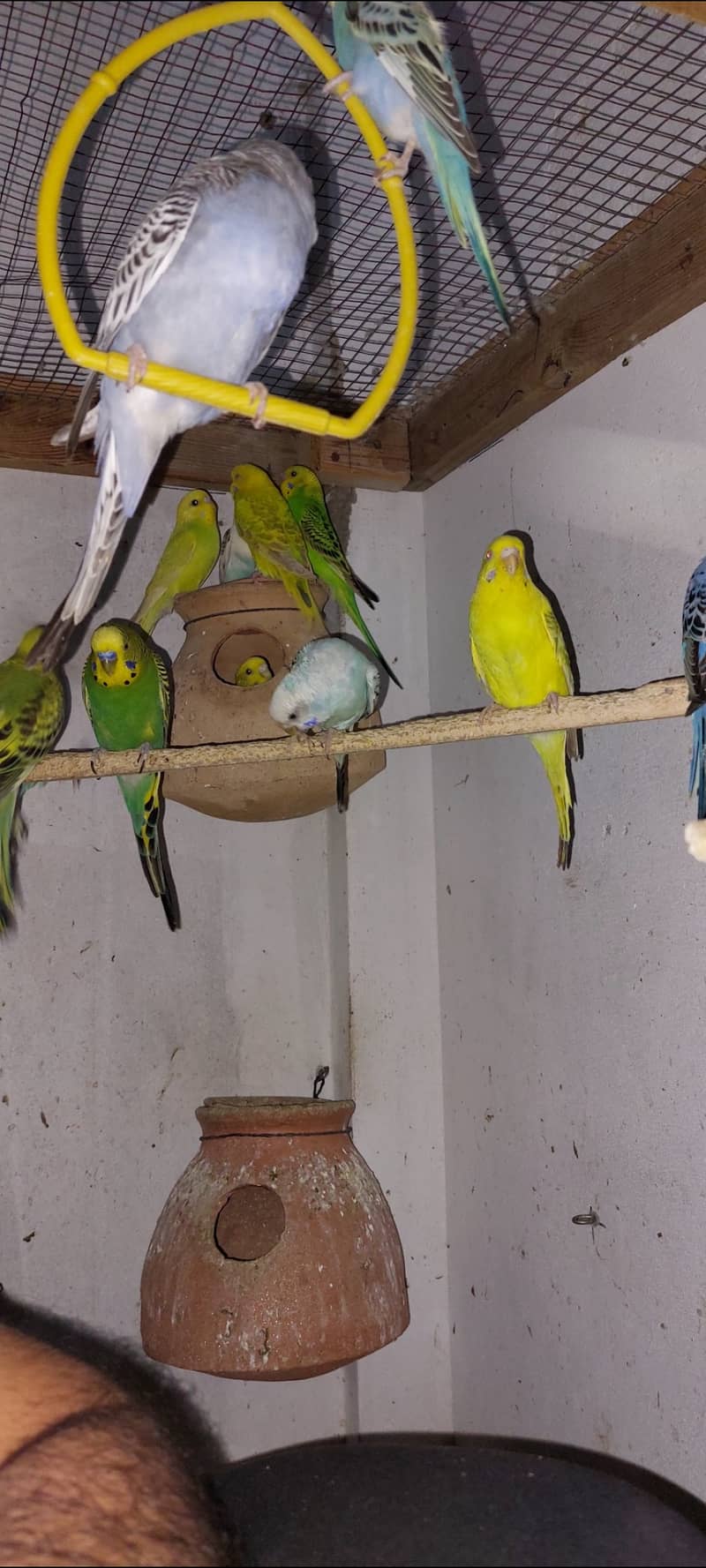 Australian budgies 3