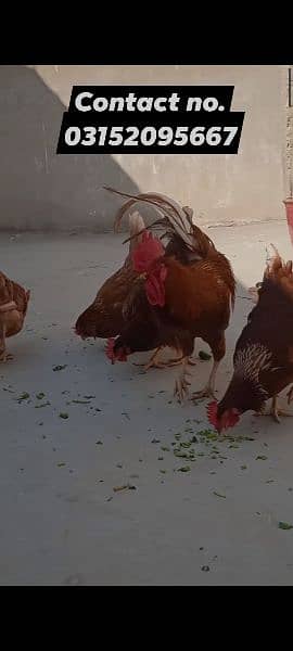 lohman brown chicks hens & fertile& unfertile eggs available 7