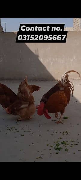 lohman brown chicks hens & fertile& unfertile eggs available 8