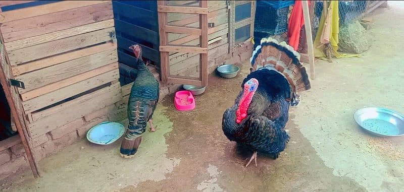 Turkey Breeder Pair 0