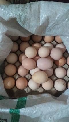 Desi Eggs for sell