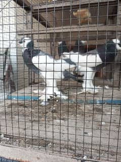 Reverse Wing Pouter Fancy pigeon balloon