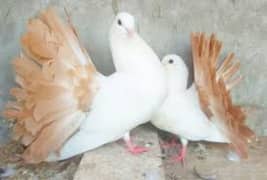 Pigeon beautiful pair