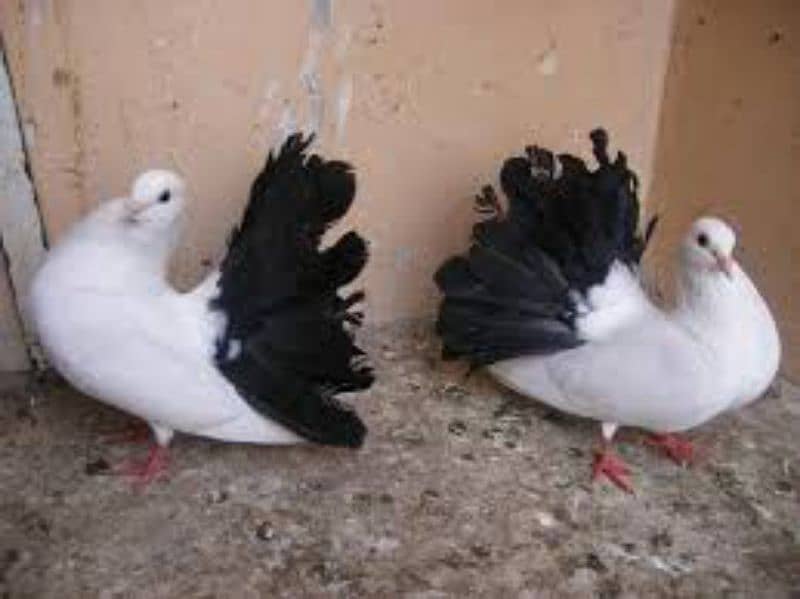 Pigeon beautiful pair 3