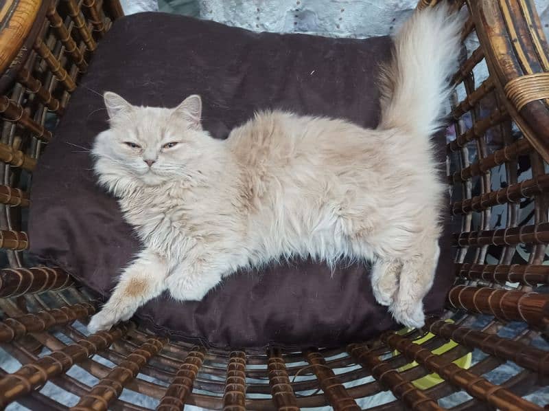Persian Kittens for Sale 16