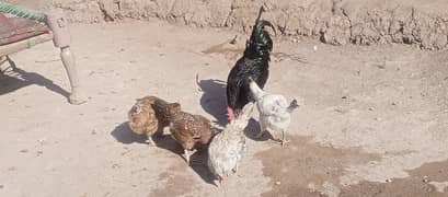 ایک عدد اسٹر لو مرغا دو عدد مصری مرغیاں اور دو دیسی مرغیاں دستیاب ہے