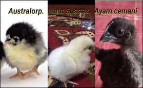 Ayam