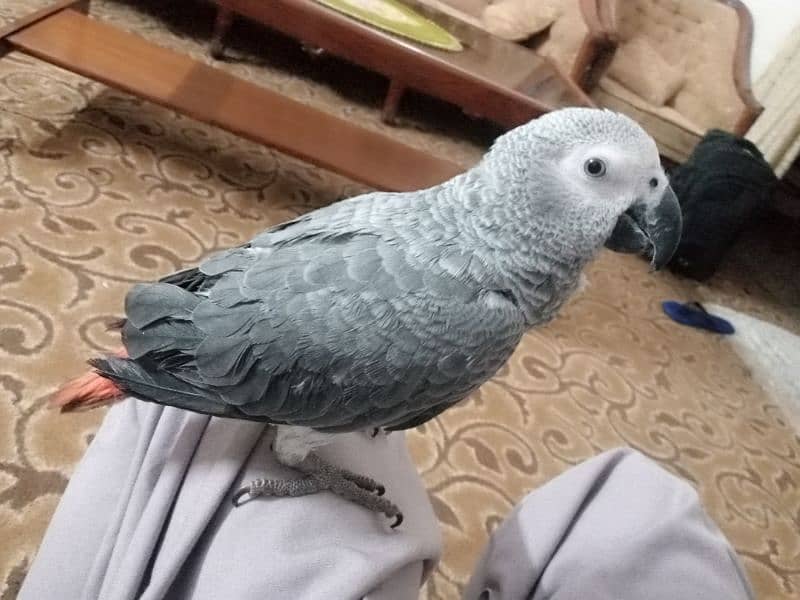 Talking parrot | gray parrot | hand tamed | African grey parrots chiks 9