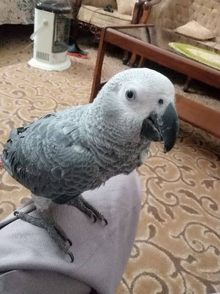 Talking parrot | gray parrot | hand tamed | African grey parrots chiks 10
