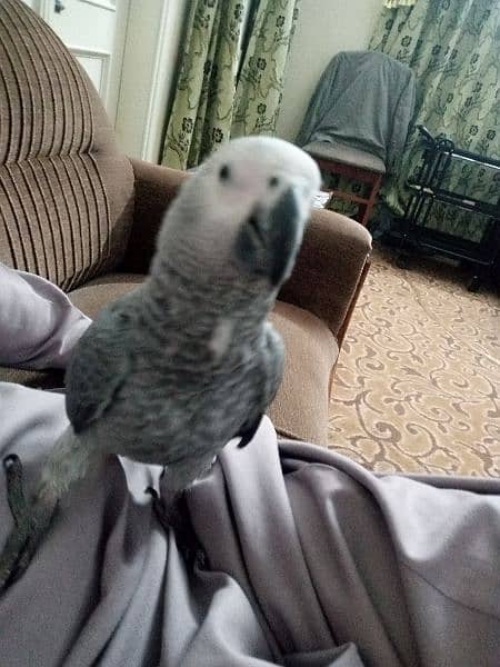 Talking parrot | gray parrot | hand tamed | African grey parrots chiks 11