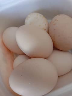 Buttercup And Desi Mix Eggs for sale