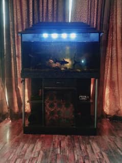 Fish Aquarium 3.5 ft with fish blue line,cat fish,or other
