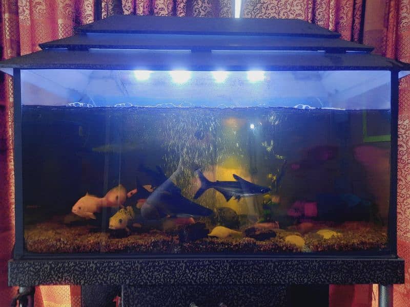 Fish Aquarium 3.5 ft with fish blue line,cat fish,or other 1