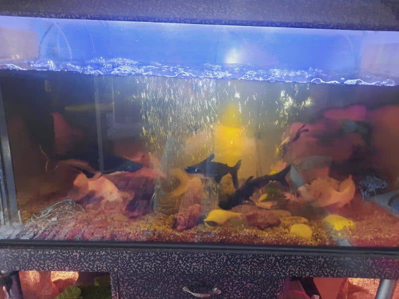 Fish Aquarium 3.5 ft with fish blue line,cat fish,or other 2