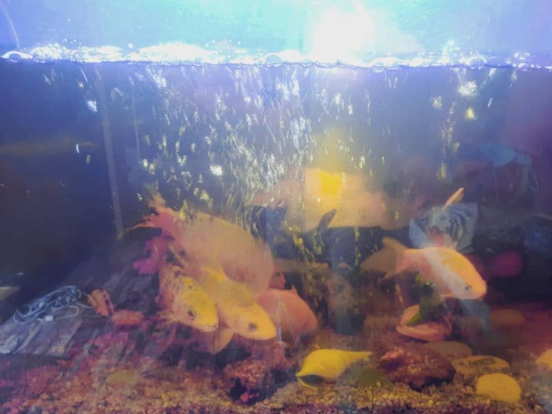 Fish Aquarium 3.5 ft with fish blue line,cat fish,or other 3