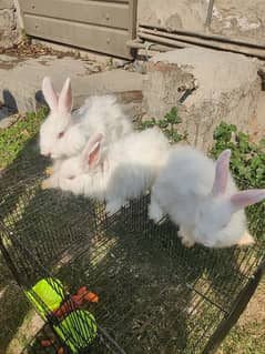 Olx angora hot sale rabbit